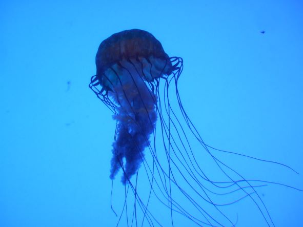 Box Jelly Fish Sea Wasp RSZD