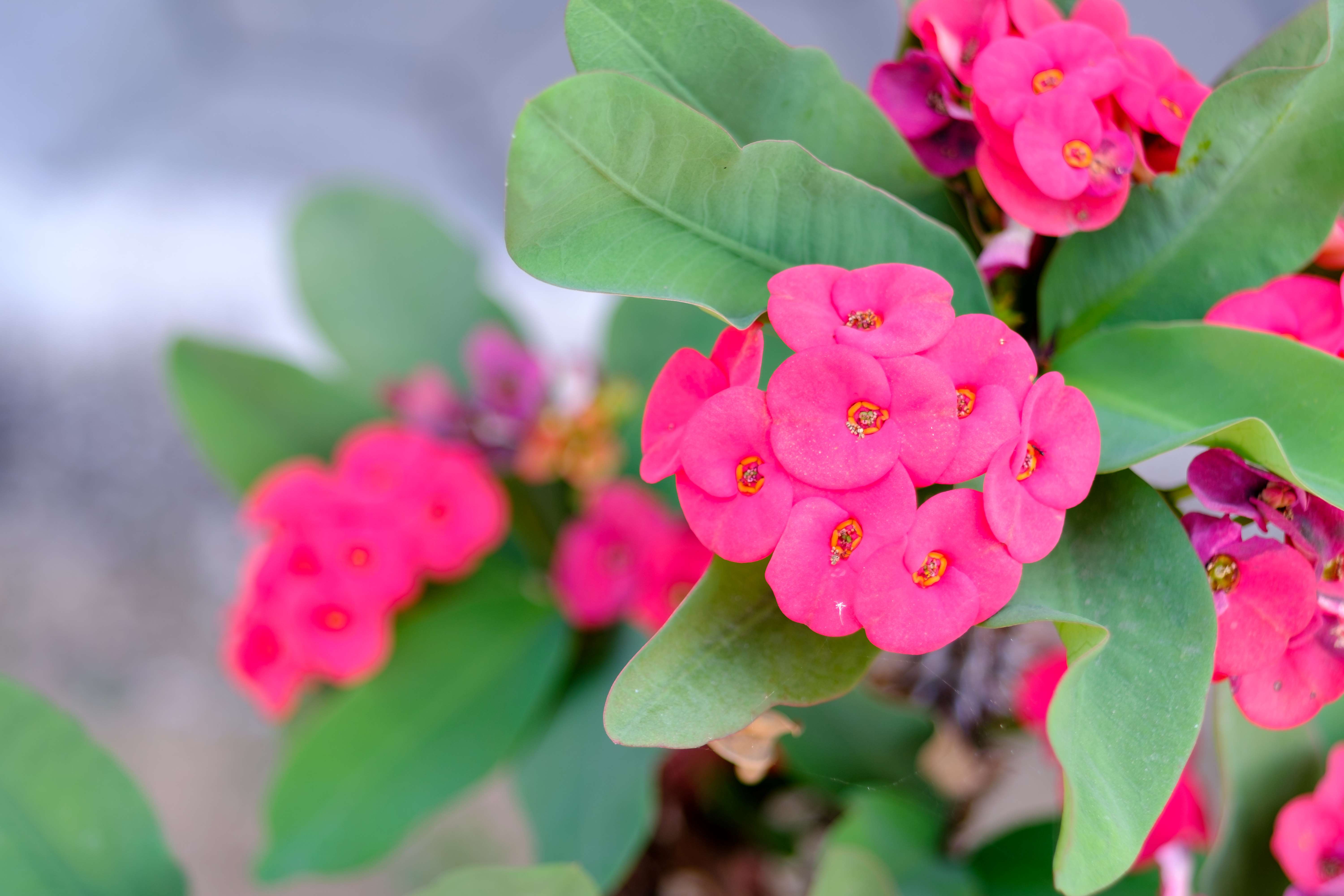 Crown of Thorns Flowers