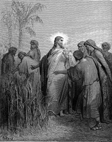 The Apostles Plucking Corn